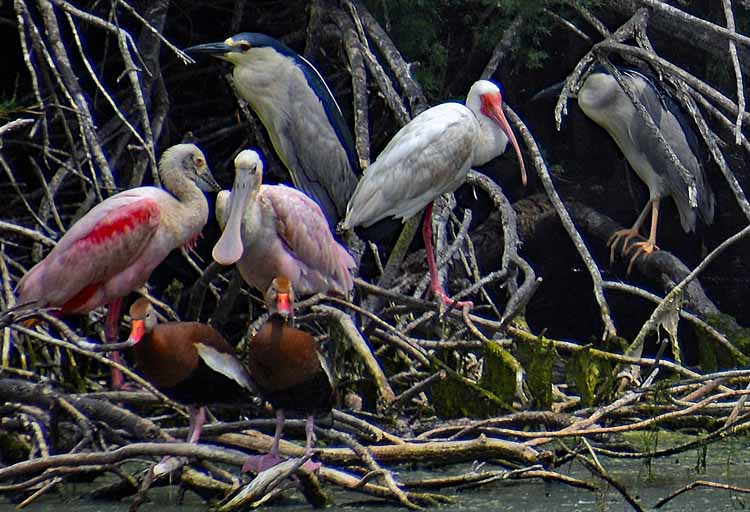 spoonbill colony